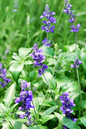 Lavender flowers blooming in a field during summerの写真素材