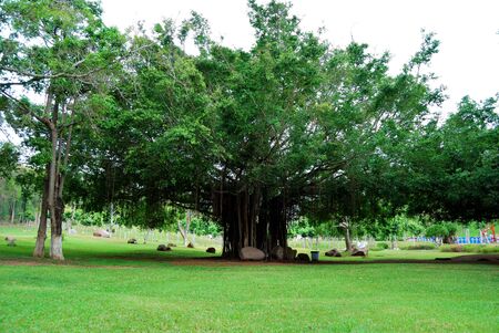 Banyan treeの写真素材