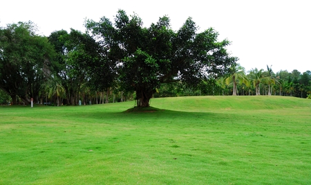 Trees and grass in the parkの写真素材