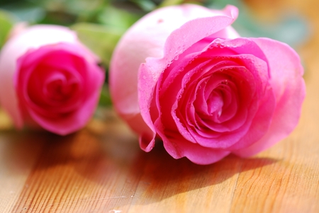 Wet pink rose flower close-up photoの写真素材