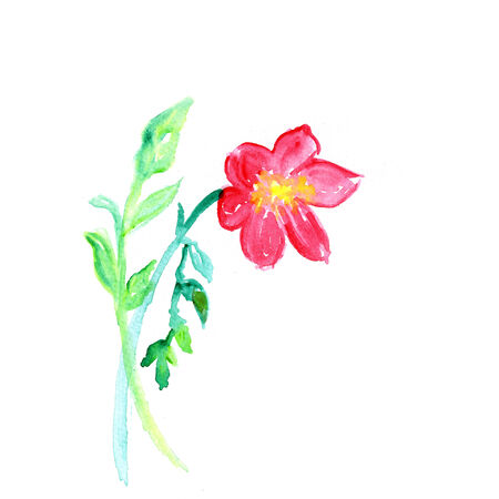 Pink flower, watercolor illustrationの写真素材