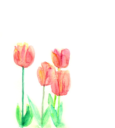 Pink tulips, watercolor illustrationの写真素材
