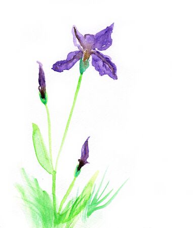 Iris, watercolor illustrationの写真素材