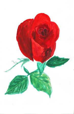 Red rose flower, watercolor illustrationの写真素材