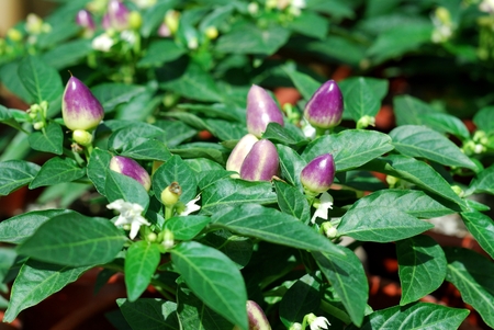 Purple Pepperの写真素材