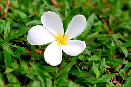 Frangipani flower and drops on green grassの写真素材
