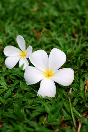 Frangipani flower and drops on green grassの写真素材