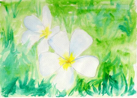 Frangipani, watercolor or illustrationの写真素材