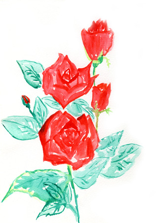 Red rose, watercolor illustrationの写真素材