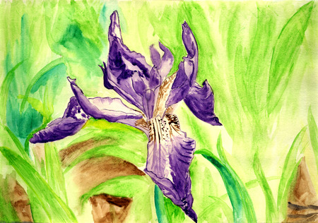 Iris, beautiful watercolor flowerの写真素材