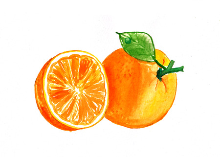 Orange, watercolor illustrationの写真素材