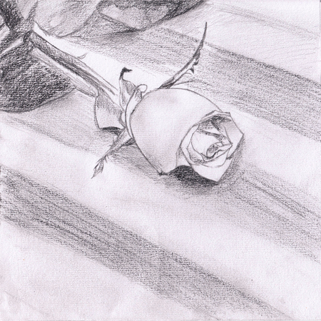 Rose, Pencil illustrationの写真素材