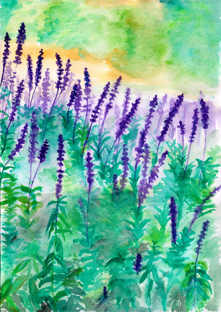 Lavender flowers blooming in a field during summer, watercolor illustrationの写真素材