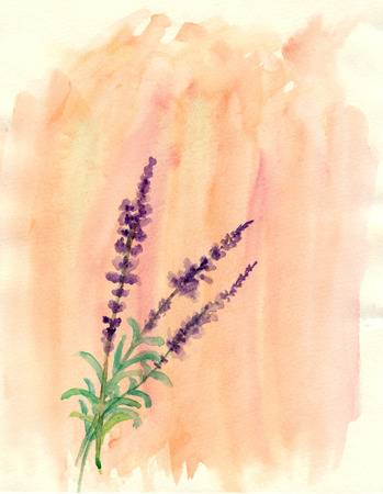 Iavender, watercolor illustrationの写真素材
