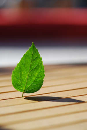 Green leafの写真素材