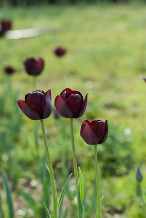 Queen of the Night tulips,  known as black tulipsの写真素材