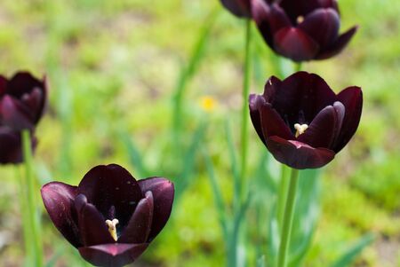 Queen of the Night tulips, also known as black tulipsの写真素材