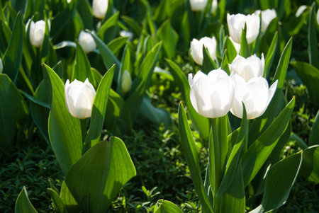 White tulipsの写真素材