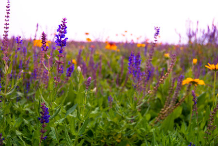 Lavender flowers blooming in a field during summer