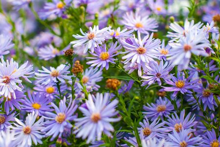 Purple chrysanthemum flowersの写真素材