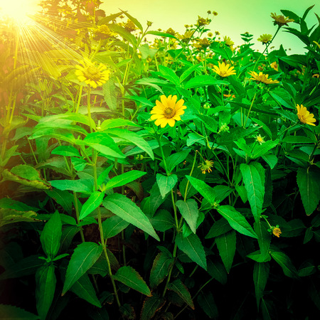 Beautiful yellow flowers in sunny summer dayの写真素材