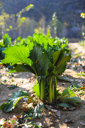 Green rows of Chinese cabbage plants in an agricultural landscapeの写真素材
