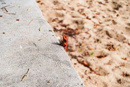 Red Lizardの写真素材