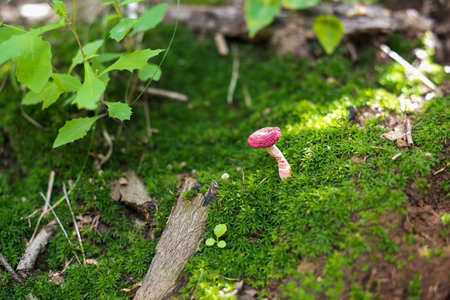 Mushroom in Forest
