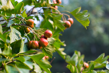 Ripe hawthorn in autumn.の写真素材