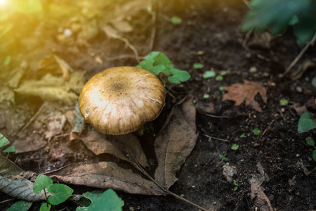 Mushroom in Forestの写真素材
