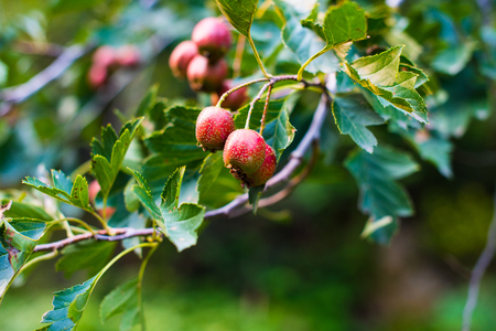 Ripe hawthorn in autumn. Close upの写真素材