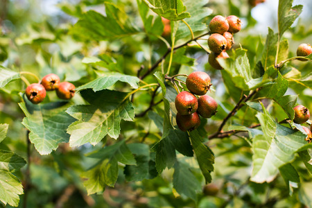 Ripe hawthorn in autumn. Close upの写真素材