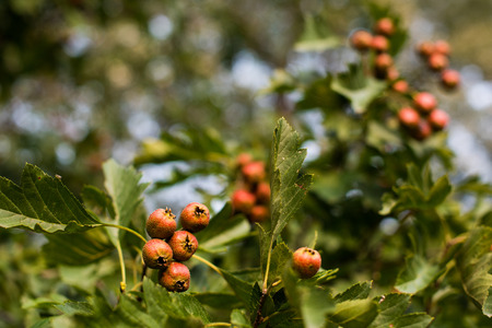 Ripe hawthorn in autumn.の写真素材