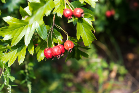 Ripe hawthorn in autumn. Close upの写真素材