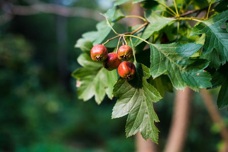 Ripe hawthorn in autumn. Close upの写真素材
