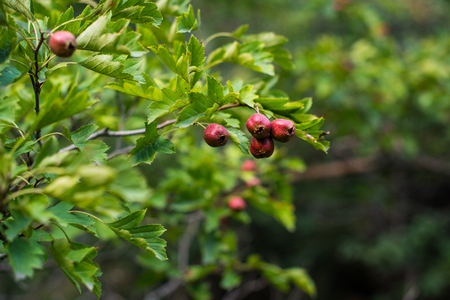 Ripe hawthorn in autumn. Close upの写真素材