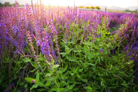 Lavender fields.の写真素材