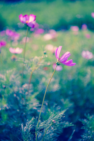 Cosmos flower on pastel filter styleの写真素材