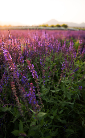 Lavender fields.の写真素材