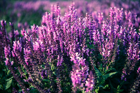 Lavender fields.の写真素材