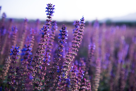 Lavender fields.の写真素材