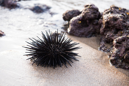 Sea urchin on a rock by the seaの写真素材