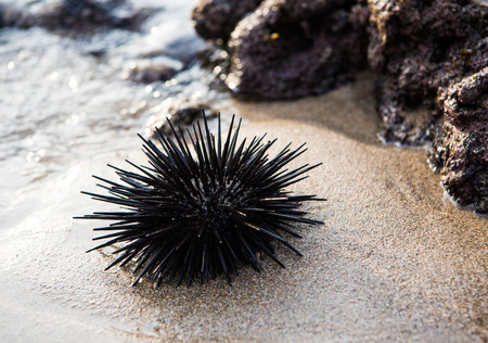 Sea urchin on a rock by the seaの写真素材