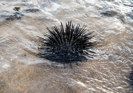 Sea urchin on a rock by the seaの写真素材