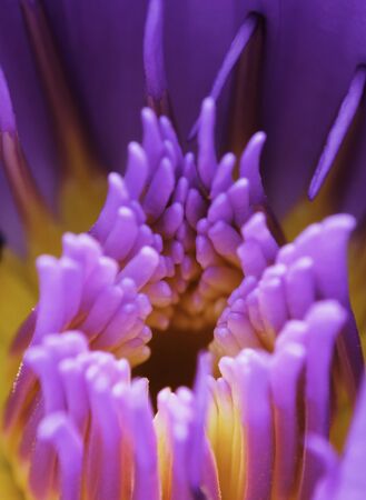 Pollen of violet lotus flower in macro shot.の写真素材