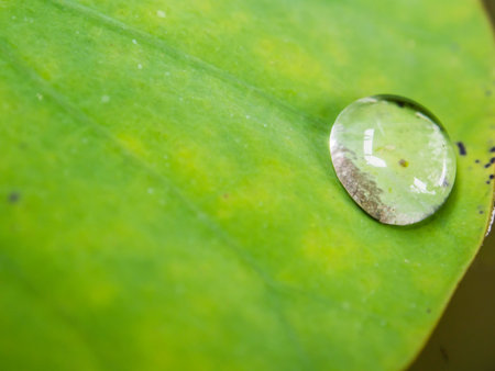 Water drop on lotus leaf in macro shot.