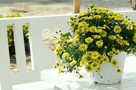 Yellow flowers in the morningの素材