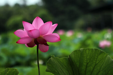 In full bloomの写真素材
