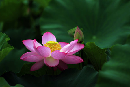 Lotus の写真素材