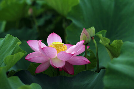 Lotus の写真素材